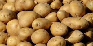 تقرير
      رسمي
      يكشف:
      الخرشوف
      والبطاطا
      والثوم
      تقود
      صادرات
      الخضر
      المصرية