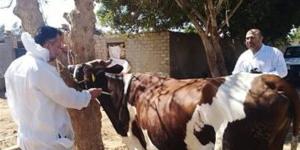 غدا،
      حملة
      قومية
      لتحصين
      الماشية
      ضد
      مرض
      طاعون
      المجترات
      بأوسيم