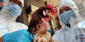 العالمية
      للصحة
      الحيوانية
      تعتمد
      37
      منشأة
      مصرية
      لإنتاج
      الدواجن
      خالية
      من
      إنفلونزا
      الطيور
