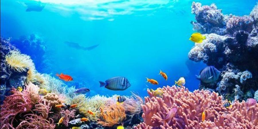 تشكيل
      لجنة
      لوضع
      اشتراطات
      اختيار
      الشعاب
      المرجانية
      المنطبق
      عليها
      قانون
      المحميات
      الطبيعية