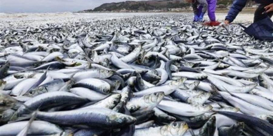 ظاهرة
      غريبة
      تثير
      القلق،
      نفوق
      ملايين
      الأسماك
      على
      شواطئ
      اليابان
      يتسبب
      في
      فزع
      العالم
      (فيديو)