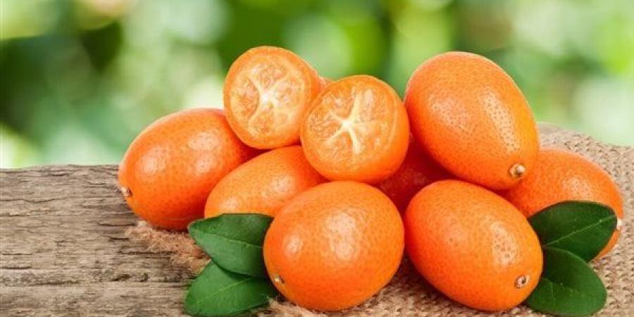 البرتقال
      الملكي،
      فاكهة
      الكيموكوات
      التي
      حرصت
      مصر
      على
      زراعتها،
      ومفاجأة
      عن
      سعرها
      بسوق
      الجملة