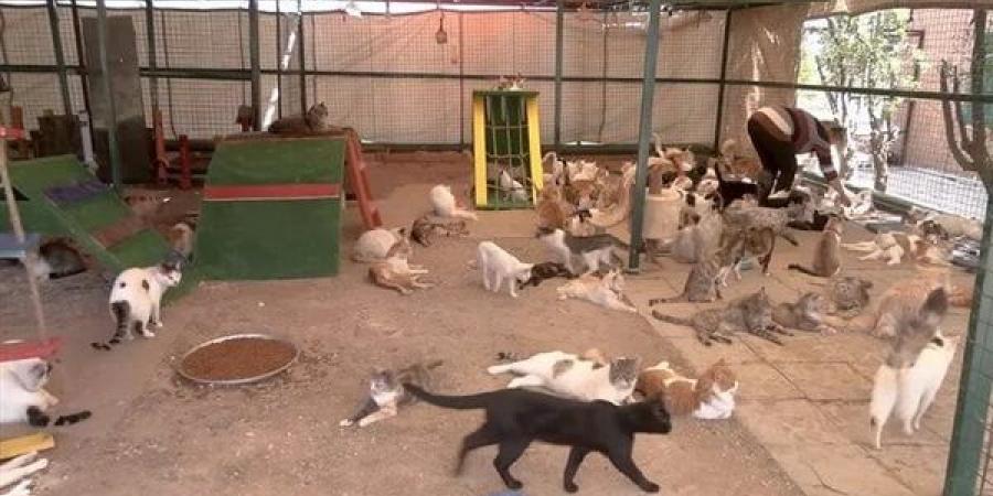 مدير
      حديقة
      الحيوان:
      القطط
      بالحديقة
      يصعب
      حصرها
      ونحاول
      تقليل
      عددها
      بأسلوب
      علمي