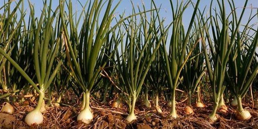 الزراعة:
      استعجال
      حصاد
      "البصل
      المقور"
      يخفض
      إنتاجية
      المحصول
