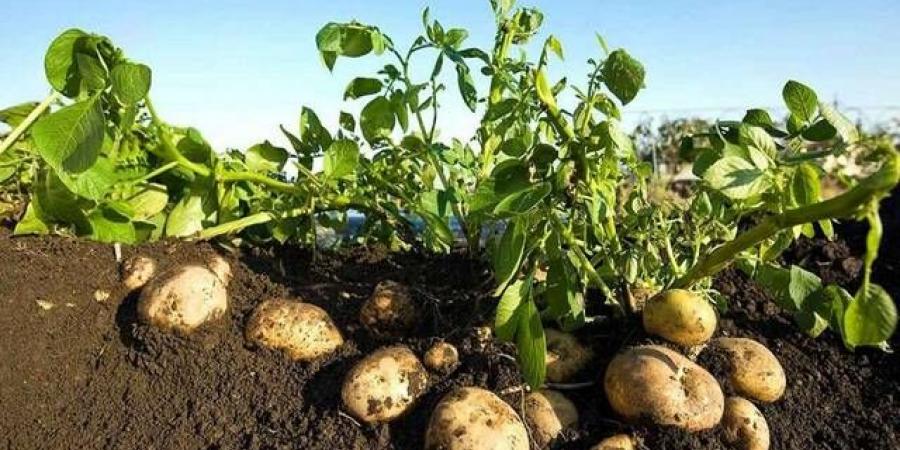تحالف
      "سعودي-
      كوري"
      لتوطين
      إنتاج
      تقاوي
      البطاطس
      في
      المملكة