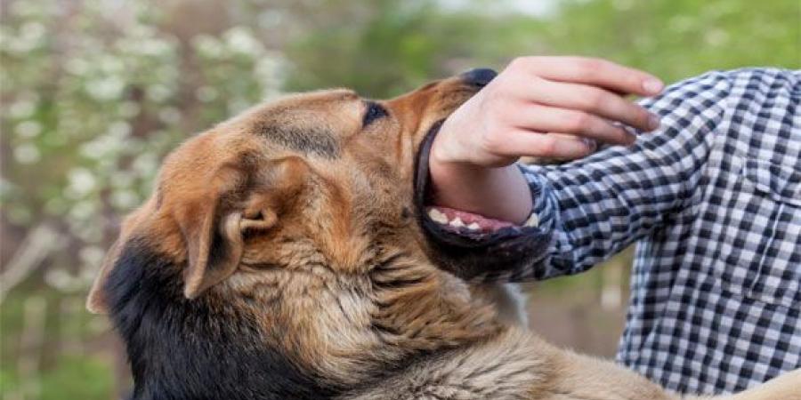 "19
      ضحية
      معظهم
      من
      الأطفال"..
      كلب
      يثير
      الرُعب
      في
      محافظة
      قنا