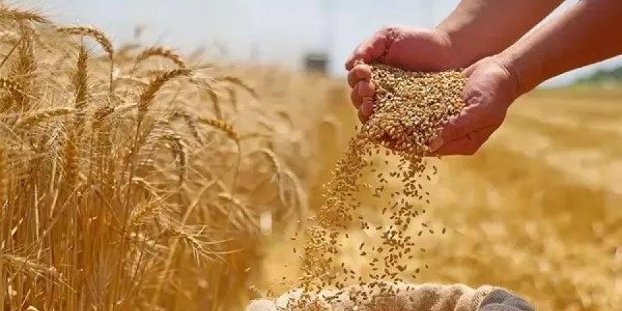 برلمانية: تعزيز التعاون الزراعي المصري-الروسي خطوة حاسمة لتأمين الأمن الغذائي