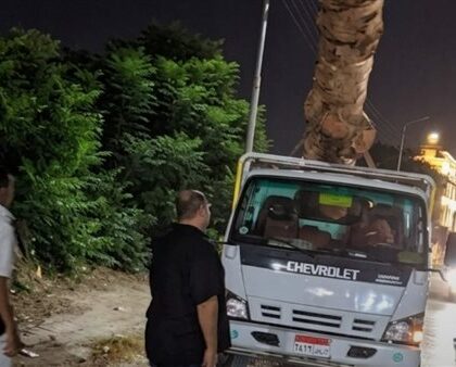 ضبط سيارة «جامبو» محملة بأخشاب وأشجار كافور معمرة في محافظة الدقهلية