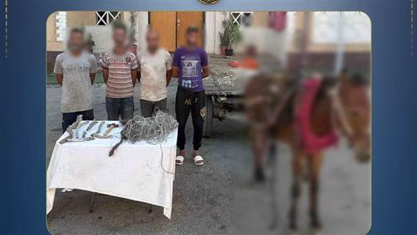 arrest of three individuals for stealing communication cable in Suez using a horse-drawn cart