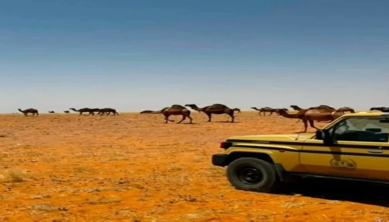 ضبط 25 إبلًا ورصد حالات إشعال نار غير قانونية في محميتين ملكيتين