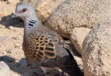 رصد طائر القمري ضمن أبرز أنواع الطيور المهاجرة في طريف – أخبار السعودية