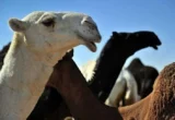 نظام جديد لتنظيم تجارة الإبل يتضمن عقود تأجير ووقف الدعم عن المخالفين