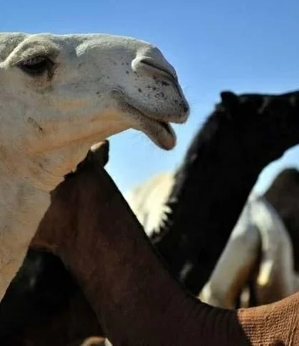 نظام جديد لتنظيم تجارة الإبل يتضمن عقود تأجير ووقف الدعم عن المخالفين