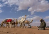 فرض ضوابط جديدة لبيع وشراء الإبل في الأسواق والمعارض لمنع الإغاظة والإزعاج