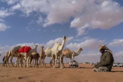 فرض ضوابط جديدة لبيع وشراء الإبل في الأسواق والمعارض لمنع الإغاظة والإزعاج