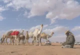 فرض ضوابط جديدة لبيع وشراء الإبل تهدف لمنع الإغاظة والإزعاج في الأسواق والمعارض