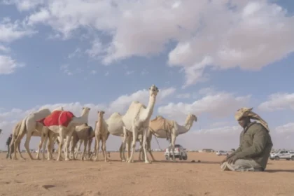 فرض ضوابط جديدة لبيع وشراء الإبل تهدف لمنع الإغاظة والإزعاج في الأسواق والمعارض