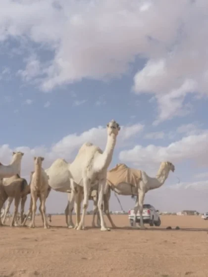 فرض ضوابط جديدة لبيع وشراء الإبل تهدف لمنع الإغاظة والإزعاج في الأسواق والمعارض